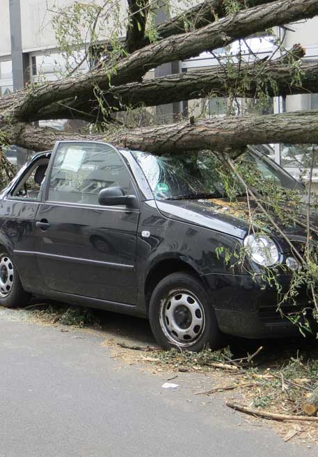 Gold Coast Emergency Tree Services