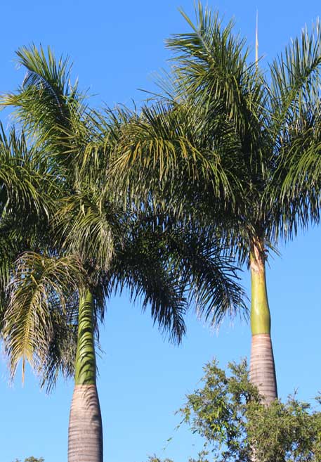 Gold Coast Palm Tree Services