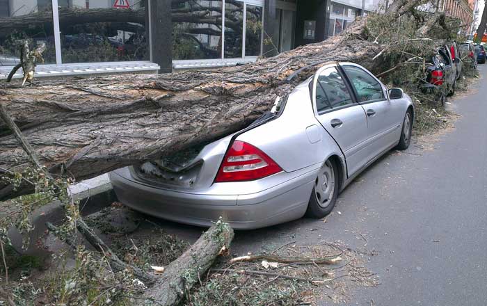 Gold Coast Emergency Tree Service