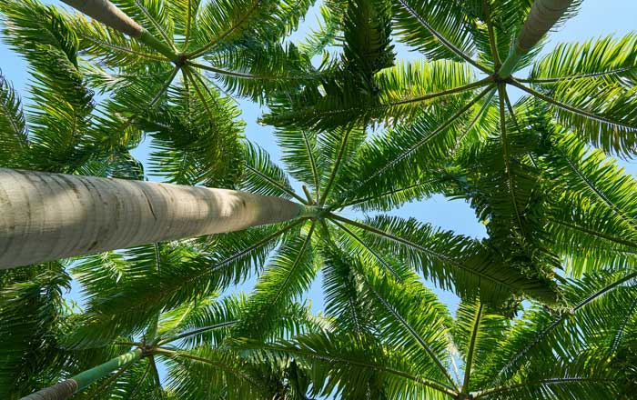 Gold Coast Palm Services