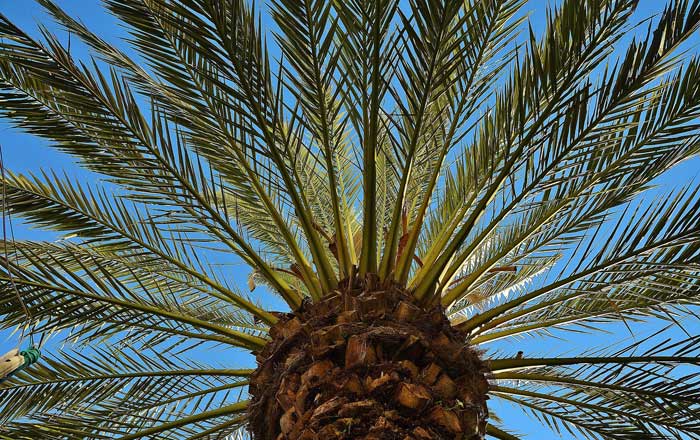 Gold Coast Palm Tree Services