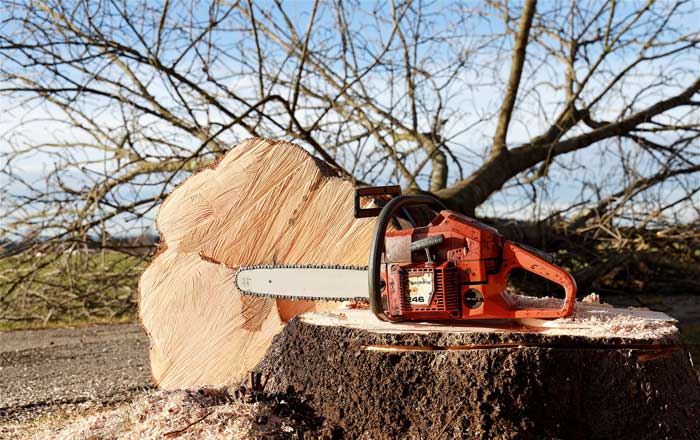 Gold Coast Tree Removal