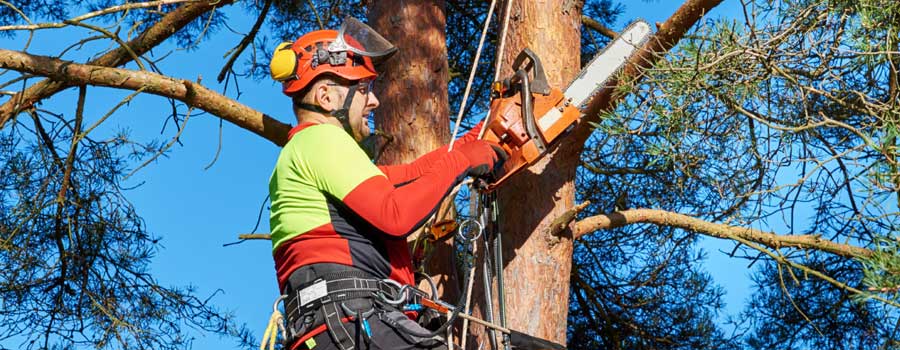 Gold Coast Tree Services